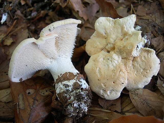 Funghi nella nebbia